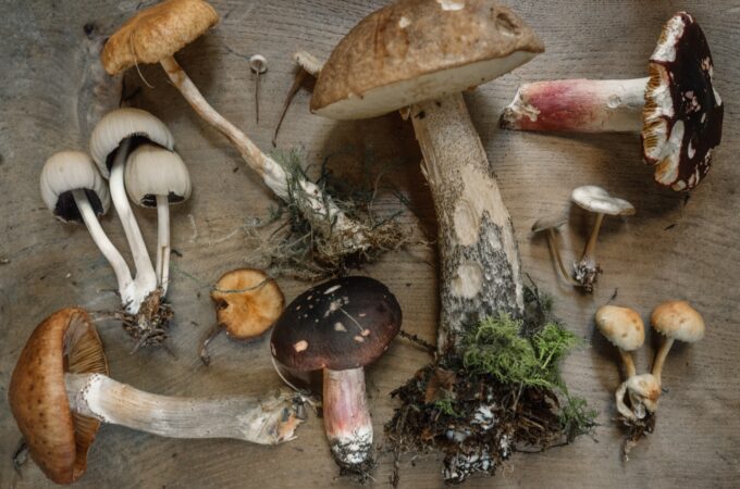 Les champignons, votre atout santé de l’hiver