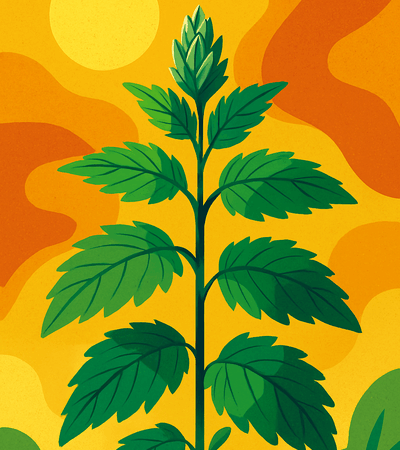 Deux plantes – et la rentrée est terrassée 